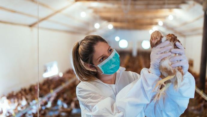 Çin Tarım Bakanlığı, #H5N8 kuş gribi virüsü nedeniyle Shaanxi bölgesinde salgın durumu ilan etti. Yeni bir salgına ne dersin?