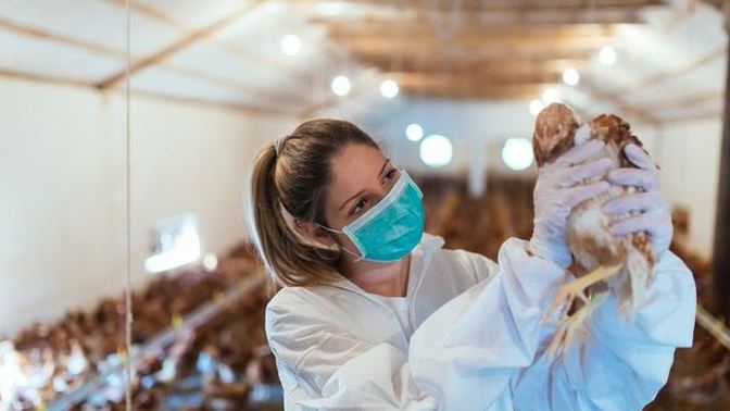 Çin Tarım Bakanlığı, #H5N8 kuş gribi virüsü nedeniyle Shaanxi bölgesinde salgın durumu ilan etti. Yeni bir salgına ne dersin?