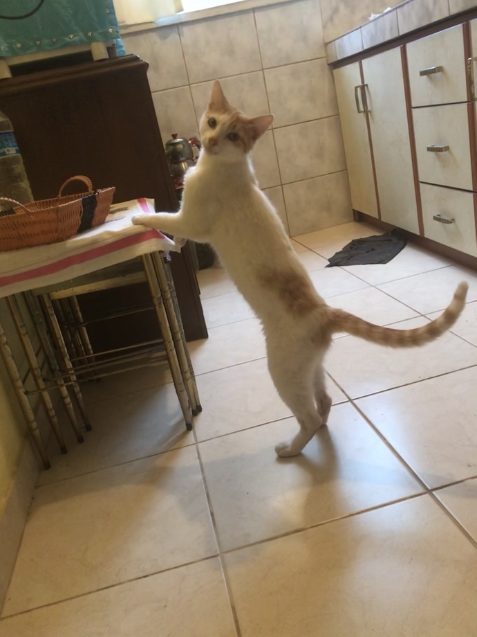 Kedim asla doymuyor, ne yapabilirim?