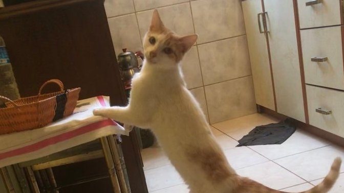 Kedim asla doymuyor, ne yapabilirim?