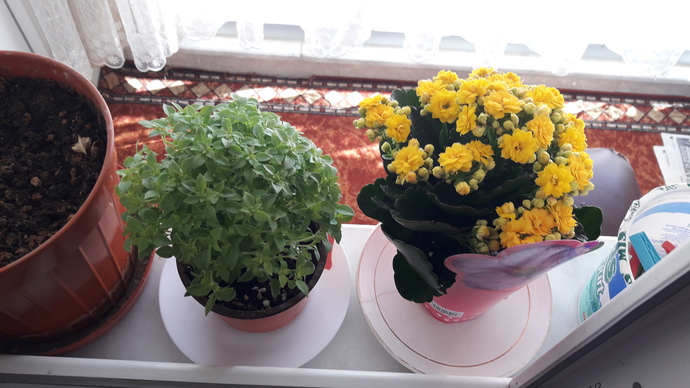 Evinizin dekorunda yapay bitkiler mi yoksa canlı bitkiler mi bulunur?