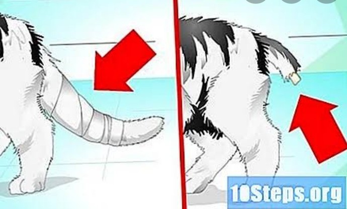 Dışarıda kuyruğunda aynı bu şekil tüy kısmı tam orada ama kuyruğu duran bir kedi gördüm. Köpek saldırısına mi uğramıştır?