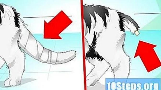 Dışarıda kuyruğunda aynı bu şekil tüy kısmı tam orada ama kuyruğu duran bir kedi gördüm. Köpek saldırısına mi uğramıştır?