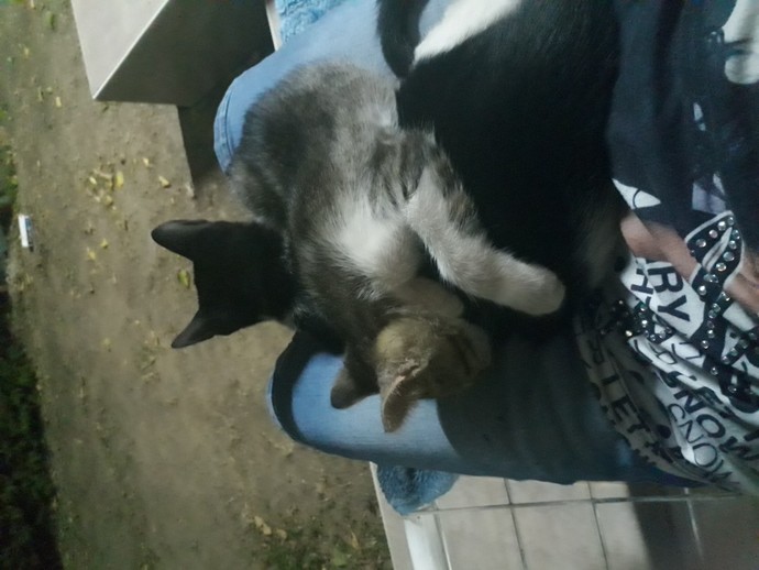 Yetişkin erkek kedi ile yavru dişi kedi anlaşabilir mi?