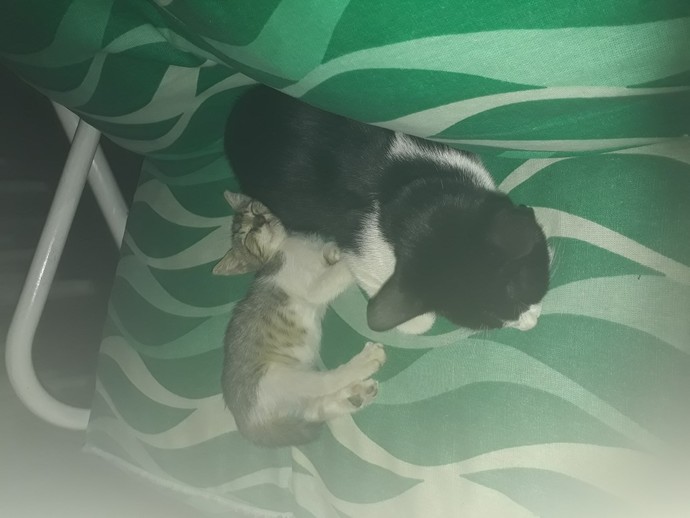Yetişkin erkek kedi ile yavru dişi kedi anlaşabilir mi?