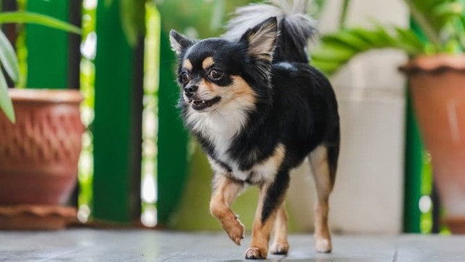 Küçük ırk köpek sahiplenmek istiyorum, nereden olabilir?
