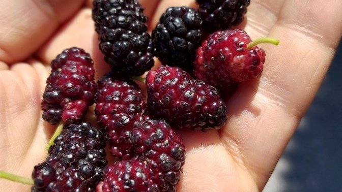 Yolda gördüğünüz meyve ağaçlarına dalar mısınız?