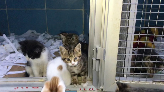 Bu kediyi nereye bırakabilirim?