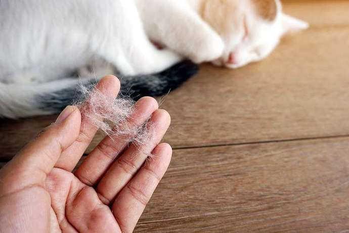 Dökülen kedi tüyleri için ne yapılabilir?