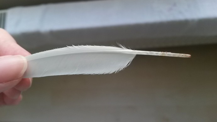 Kuşumun tüyü dökülünce ucunda kan olduğunu fark ettim, bir şey olur mu?