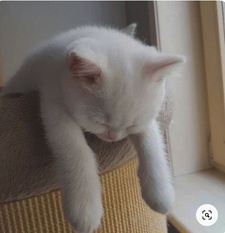 Bi hayvan olsan ne olurdun?