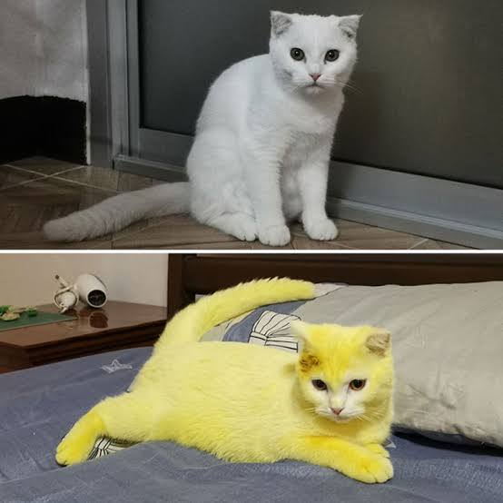 Orjinal tondaki saçları sarıya boyatmak eziklik midir?