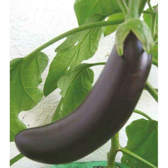 Ağzıma layık patlıcanı 🍆 nerden bulabilirim?