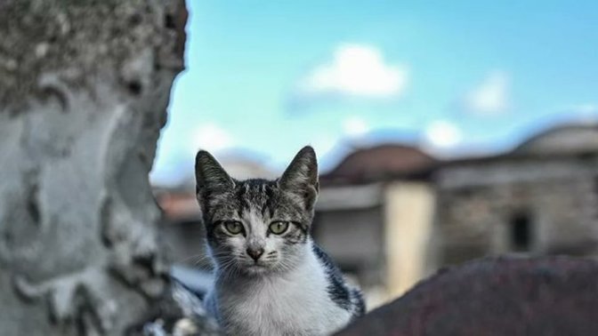 Sokaktan topladığı yavru kedileri fırına atıp pişirdi; sadece para cezası aldı! Sizce cezası ne olmalıydı?