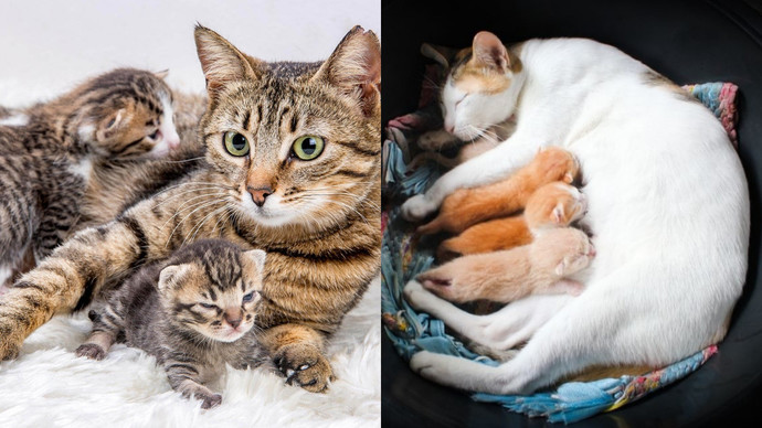 Hamile kedi kızgınlığa girer mi?
