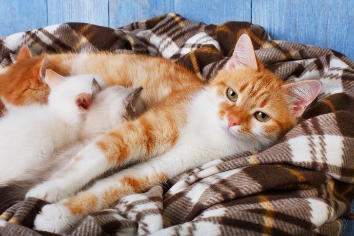 Hamile kedi kızgınlığa girer mi?