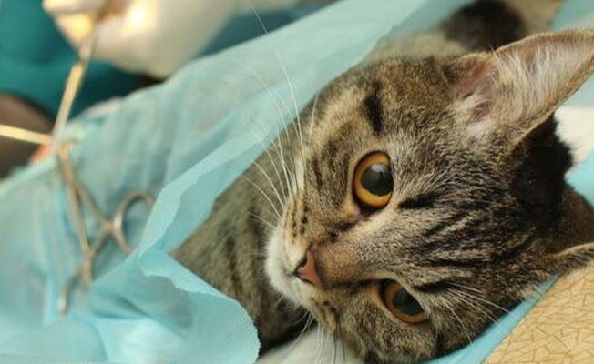 Kedi kısırlaştırma ücreti kaç TL?