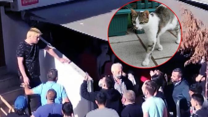 Küçükçekmece'deki yavru kedileri yiyen Japon! Aldığı ceza yeterli mi?