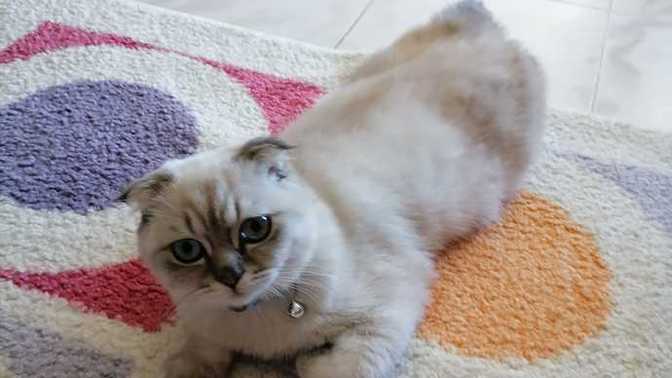 Kedi ve köpekler günlük kaç öğün mama ile doyarlar?