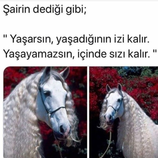 Olmayacağını bildiginiz halde içimde kalmasın diyip söyler veya yapar mısınız?