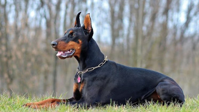 Kızlar Doberman bakamaz mı?