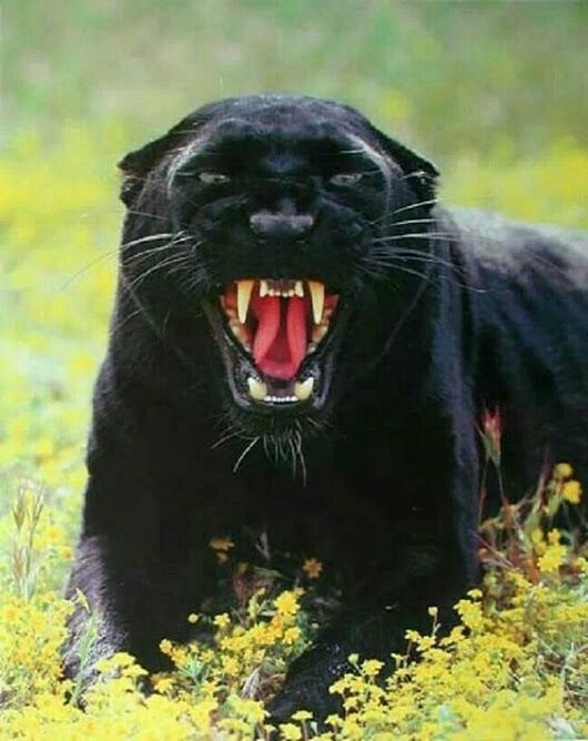 "Siyah kediler uğursuzluk getirir." Böyle saçma şeylere inanıyor musunuz?