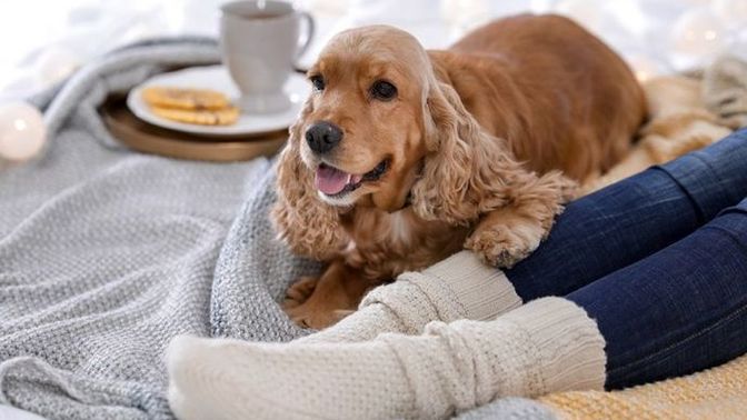 Evde bakılabilecek köpek türleri hangileri?