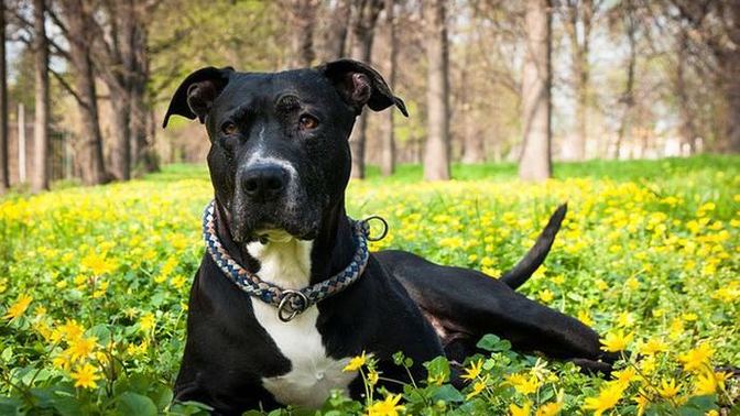 En iyi koruma köpekleri hangileri?