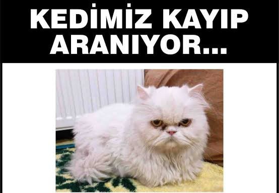 Evcil hayvanınızın ev dışına giriş çıkışına serbestlik sağlar mısınız?