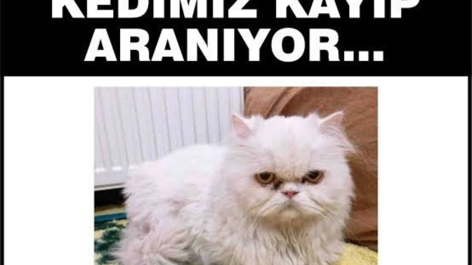 Evcil hayvanınızın ev dışına giriş çıkışına serbestlik sağlar mısınız?