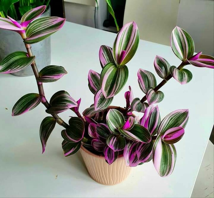 Evinizde kaç çeşit saksı çiçeği var?