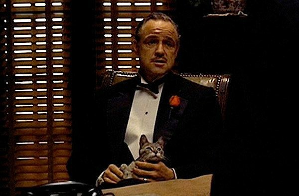Kedi sahiplendim, kedimi severken kendimi godfather filmindeki vito corleone gibi hissediyorum normal mi?