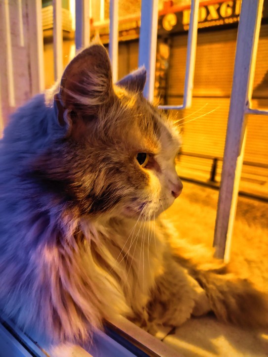 Kedi sahiplendim, kedimi severken kendimi godfather filmindeki vito corleone gibi hissediyorum normal mi?