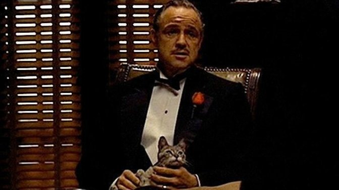 Kedi sahiplendim, kedimi severken kendimi godfather filmindeki vito corleone gibi hissediyorum normal mi?