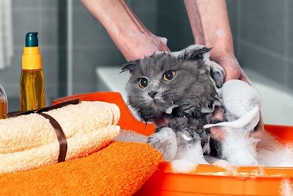 Yavru kedi alışma süreci ne kadar zaman sürer?