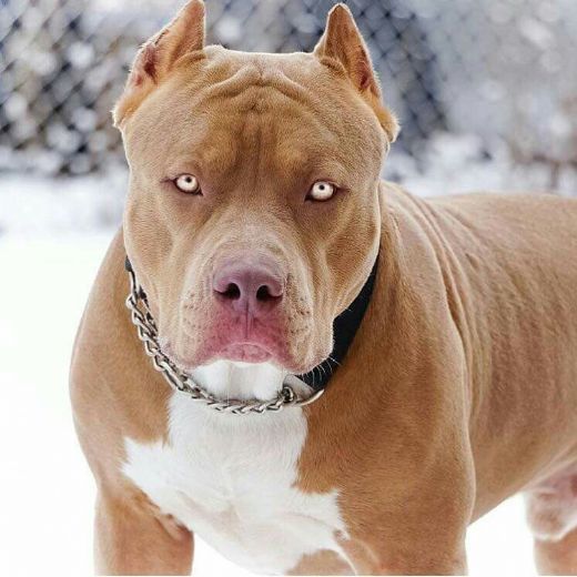 2 haftalık yavru pitbull köpeğime ne yedirebilirim?