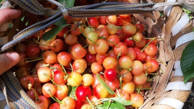 Kiraz lekesi beyaz tişörtten nasıl çıkar?