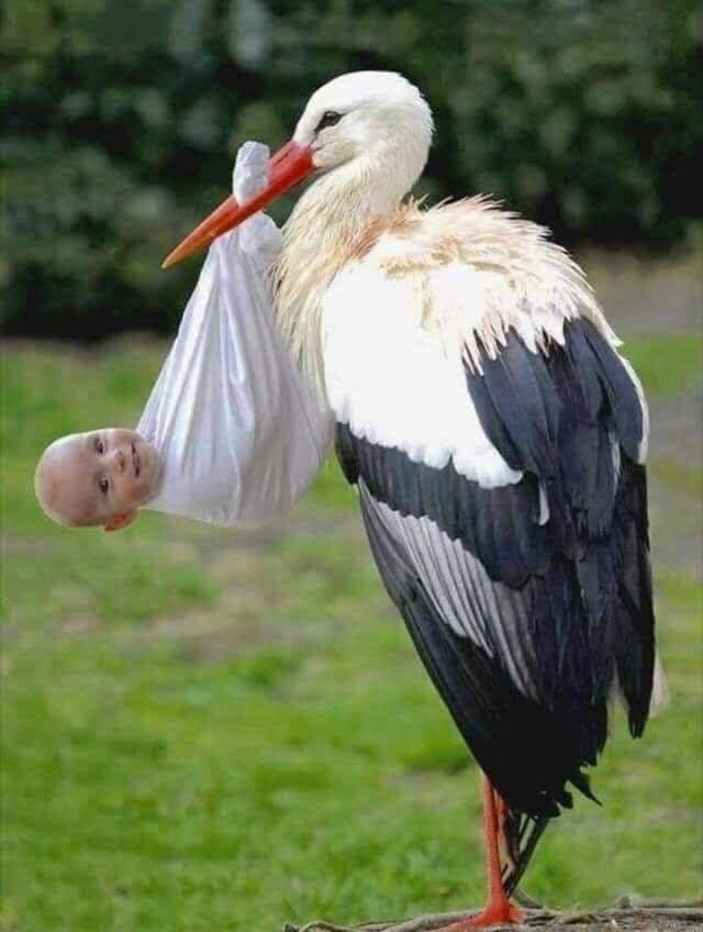 Çocuğunuz size Bebek nasıl yapılır? diye sorsa siz nasıl cevap verirdiniz?