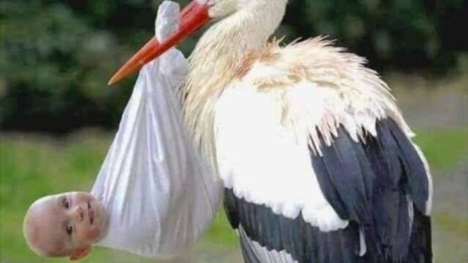 Çocuğunuz size "Bebek nasıl yapılır?" diye sorsa siz nasıl cevap verirdiniz?