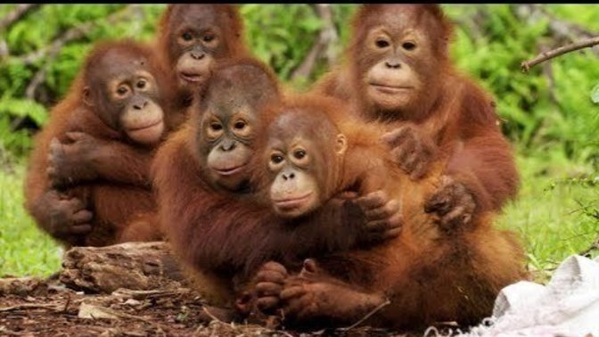 Yavru Orangutan okulunda görev alsaydınız onlara öğreteceğiniz ilk şey ne olurdu?