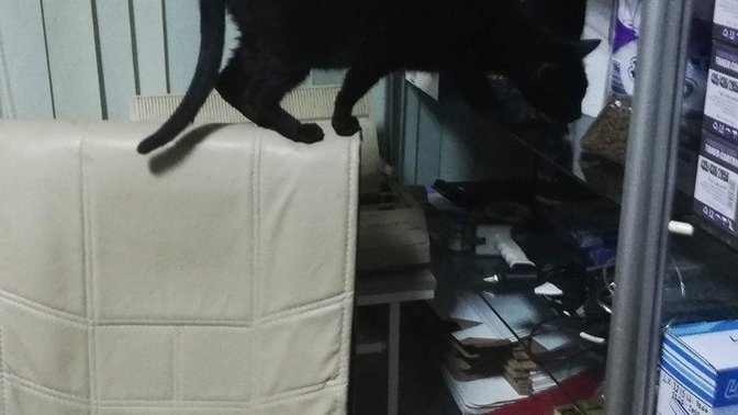 Kedime araba çarptı ve öldü. Tekrar bir hayvana bakmaya cesaret edebilir miyim bilmiyorum, siz olsanız ne yapardınız?