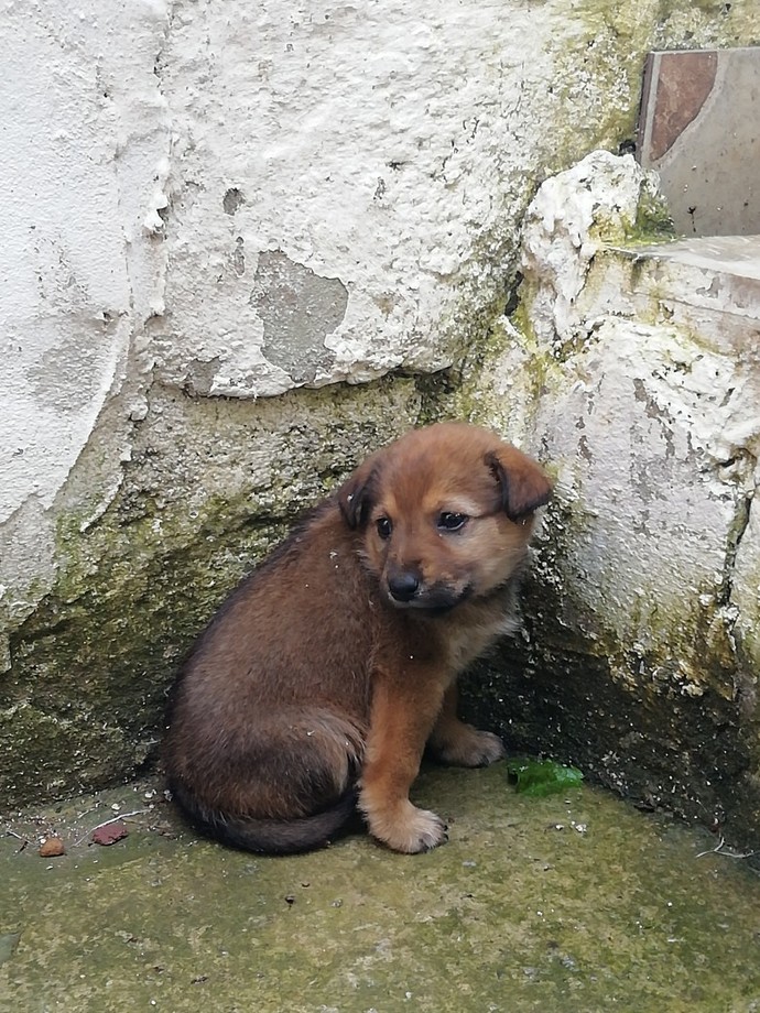 Bu köpeğe nasıl yardım edebiliriz?