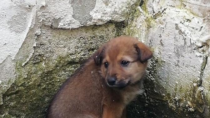 Bu köpeğe nasıl yardım edebiliriz?