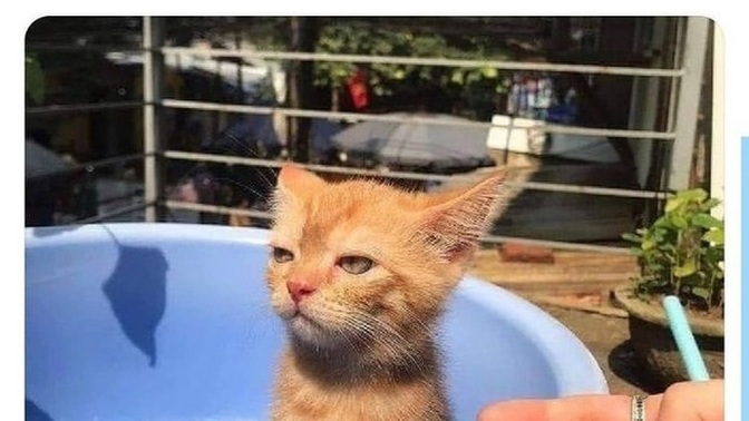 Hayvanlarla yaşadığın ilginç anıların neler?