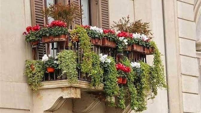 Pencere Önü veya Balkon Kenarlarına Saksı Koyar mısınız?