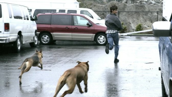 Sokakta size doğru koşan köpekler gördüğünüzde ne yapıyorsunuz?