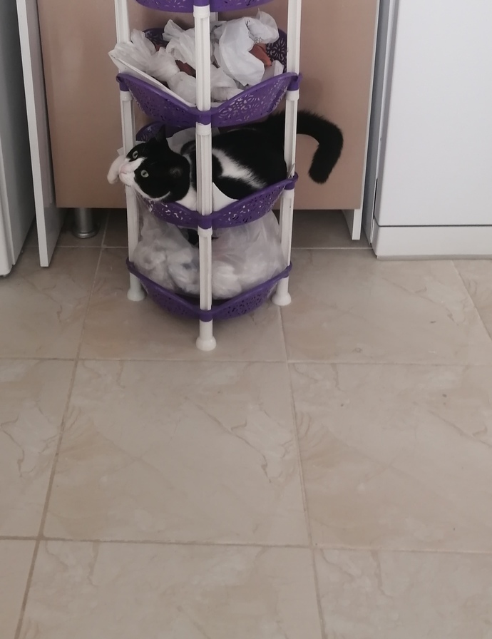 Kediler uzaylı mıdır?