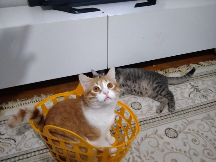 Kediler uzaylı mıdır?