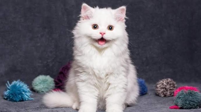 Kedi