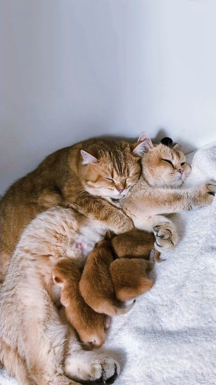 🥲 eniklere bak hele 🧡 büyüyünce kedi olamadım ya 😅